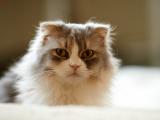 毛茸茸的猫咪