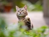 乖巧的小猫