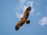 蓝天下翱翔的老鹰