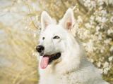 白色瑞士牧羊犬