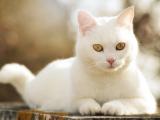 可爱的白色猫咪