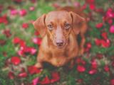 呆萌腊肠犬