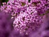 淡雅的丁香花