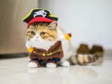 戴帽子的猫咪