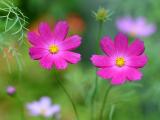 小清新花卉波斯菊
