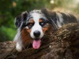 机灵的伯恩山犬