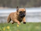 奔跑中的法国斗牛犬