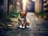 低头思索的猫咪