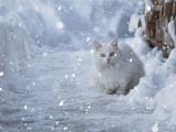 雪地里的猫咪