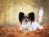 秋天里的蝴蝶犬