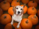 南瓜堆里的小猎犬