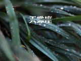 腹黑的天蝎座