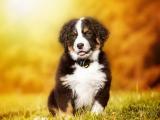 呆萌的伯恩山犬