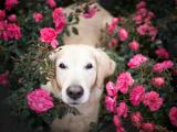 花丛中的金毛寻回犬