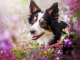 花丛中的边境牧羊犬