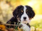 可爱的伯恩山犬