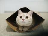 躲藏的猫咪