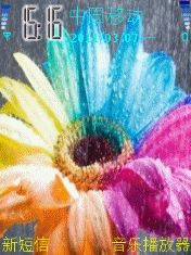 彩虹花 01