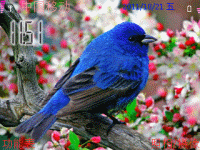 红鹦鹉