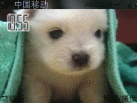 猫猫狗狗