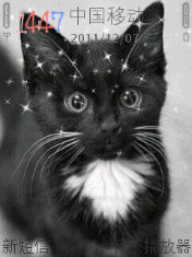 黑猫