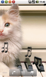 小猫