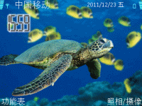 海龟