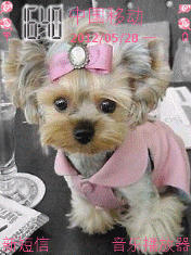 可爱dog