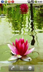粉红色莲花