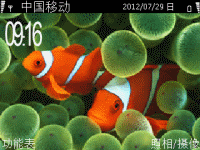 小丑鱼