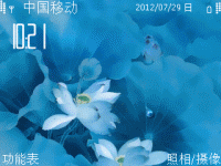 莲花