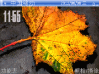 枯萎的枫叶