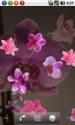 粉色兰花