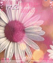粉色菊花