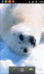 海狮