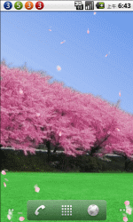 樱花飘落