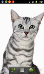 宠物猫