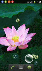 超美荷花