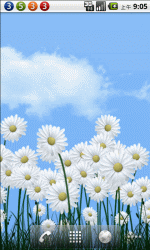 雏菊