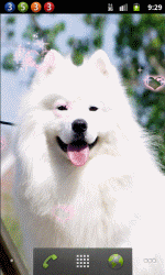 萌犬萨摩耶
